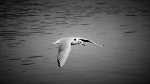 郑贺照片,镜头下的风采瞬间